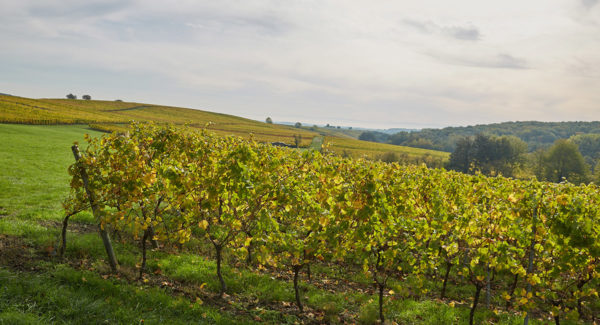Himmrich de Cléebourg - Wine and Cremant of Alsace - Cleebourg