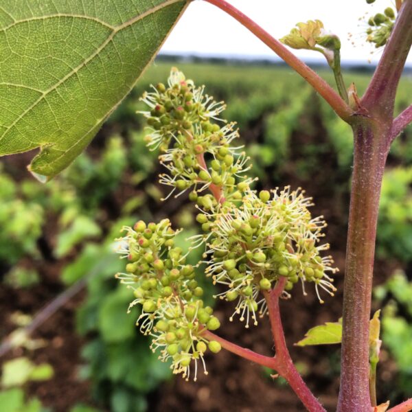 Vigne en fleur